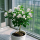 獨(dú)桿筆尖茉莉花苗盆栽室內(nèi)植物白茉莉 獨(dú)桿筆尖茉莉3年苗 不含盆