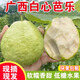 廣西白心芭樂(lè )番石榴香甜奶油番石榴新鮮當季孕婦低糖水果現摘整箱 精選5斤裝
