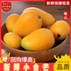 閩域?qū)r海南小臺農(nóng)芒果水果小臺芒當季熱帶新鮮水果現(xiàn)摘甜心芒果包郵 凈重2.5斤【單果70-90g】精選嘗鮮 精選高山老樹陽面果-更加香甜