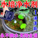 水培凈水劑片爛根消毒殺菌除藻臭呵護根系凈化水質(zhì)保鮮植物營(yíng)養液 1瓶【凈水專(zhuān)用劑】