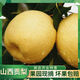 【山西蜂蜜貢梨】山西貢梨大果酥梨10斤當(dāng)季新鮮梨子多汁脆甜薄皮 【實惠】10斤中果