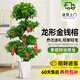 愛(ài)優(yōu)尚金錢(qián)榕招財搖錢(qián)樹(shù)盆栽辦公室客廳室內大綠植盆景喬遷開(kāi)業(yè)源頭直發(fā)