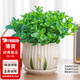 花翁盆栽可食用綠植四季香草植物葉 大盆薄荷（郁金香瓷盆）源頭直發(fā)