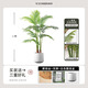 黛暢仿真綠植高端輕奢散尾葵落地盆栽假花樹(shù)室內(nèi)客廳仿生植物裝飾擺件 1.4米散尾葵優(yōu)質(zhì)款 送白色圓底盆
