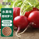花沃里櫻桃蘿卜種子水果蘿卜陽(yáng)臺蔬菜種子小蘿卜四季種菜籽5g/約500粒