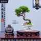 潮裕盆景真柏盆景高端老樁真樹室內(nèi)外送禮客廳陽臺(tái)辦公室茶桌書桌玄關(guān)擺放 濟(jì)州真柏盆景16 老樁盆景/帶盆栽好