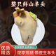 肉帝道古法火燎去毛山羊頭內(nèi)蒙古正規(guī)屠宰新鮮冷凍真空整個山羊頭 生羊頭4.5-5斤 一只整個【送料包】