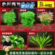 云峰海瑞水草活體懶人草魚缸造景活體水草套餐魚缸水草有莖類中后景真水草 好看好養(yǎng)【色彩爆發(fā)凈水石】20-40cm套餐