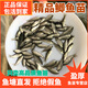 中科三號鯽魚(yú)苗水產(chǎn)種苗黃金鯽中科五號工程鯽高背土鯽魚(yú)苗活體魚(yú)苗批發(fā) 中科鯽2-4厘米1200條