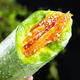 冰激淋玉菇甜瓜羊角蜜哈密瓜水果甜瓜新款鮮甜脆甜 【推薦】2.5斤凈重單果300克起