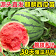 蒲戀冰糖麒麟西瓜苗直發(fā)壯苗美都西瓜秧苗盆栽種苗無(wú)籽水果蔬菜苗脆甜 冰糖麒麟瓜苗【30顆】送肥料