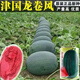 西瓜苗8424特甜麒麟超甜無(wú)籽美都西瓜秧苗盆栽地載種植西瓜苗 特大龍卷風(fēng)西瓜苗 精品苗買2棵送3棵(實(shí)發(fā)5棵)