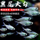 卡奇魚 小型熱帶魚 觀賞魚 天使魚 彩裙群游魚孔雀斑馬魚好養(yǎng)易活彩拉拉 黑尾大勾30條（4-5cm）