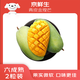 京鮮生 大青芒 青皮金煌芒果 2個(gè)裝 單果400g以上 凈重1.6斤 生鮮水果