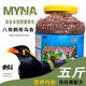 央科鷯哥鳥(niǎo)食八哥鳥(niǎo)食鷯哥食鳥(niǎo)糧5斤裝亮毛肥膘 抗拉稀烏鶇紅嘴山鴉食 央科A型5斤八哥食