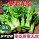 【順豐到家】云南高原水果清芹生吃新鮮水果芹菜西芹當季蔬菜現采 1500g-胖東來(lái)同款