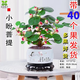 小盼小葉菩提樹盆栽帶果植物室內(nèi)辦公室好養(yǎng)活禪意客廳綠植微盆景 特級(jí)大菩提40果左右+喜鵲盆+底座 帶盆栽好