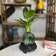 佰花錦水培植物室內(nèi)花卉綠植盆栽辦公室四季常青好養(yǎng)活桌面盆景懶人首選 水培小玻璃瓶+小金鉆+圓形底座 整體高度約10-20cm/不同植物高度不同