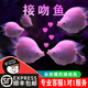 接吻魚(yú)觀(guān)賞魚(yú)金魚(yú)活魚(yú)親嘴魚(yú)熱帶魚(yú)淡水小型斑馬孔雀好養耐活魚(yú)苗 【順豐包郵】大接吻魚(yú) 2條