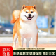 時染柴犬 柴犬幼犬純種狗寵物狗 純種柴犬 幼寵物活體活物 寵物級 公