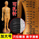 穴位圖人體經(jīng)絡(luò )穴位圖標準高清中醫養生艾灸推拿參考穴位圖 62cm穴位經(jīng)絡(luò )模型全身