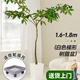 南國愛大型綠植各種大型盆栽發(fā)財(cái)樹金錢樹榕樹流泉楓辦公室內(nèi)盆景好養(yǎng)活 原生發(fā)財(cái)樹1.6-1.8m梯形盆-輪托
