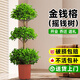 雅致1.5-1.7m金錢(qián)榕搖錢(qián)樹(shù)綠植客廳大盆栽室內辦公室擺件原盆源頭直發(fā)