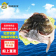 跑山密水農家【冰鮮】水庫胖頭魚魚頭1.5斤 活魚現殺 燒烤 寶寶食材源頭直發(fā)