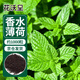 花沃里香水薄荷種子約1000粒盆栽種籽花卉種子四季花種家庭盆栽陽臺(tái)庭院