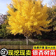 壹植金葉銀杏樹(shù)活苗室外樹(shù)苗大樹(shù)庭院風(fēng)景樹(shù)大型行道園林綠化工程苗木 (基地直銷)精品銀杏1公分粗1顆 其他