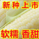 白檽甜玉米種子高產(chǎn)早熟矮桿大棒四季播玉米非轉(zhuǎn)基因超東北糯玉米 新種上市【甜糯白玉米】軟糯香甜 粒粒精選【206?！? title=