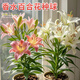 雅致3顆球百合花種球種子混色花卉盆栽土培植物室內陽(yáng)臺四季源頭直發(fā)