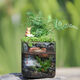 橙央免換水魚(yú)缸苔蘚桌面景觀(guān)辦公室造景盆栽一體成品水培全套生態(tài)魚(yú)缸 1*1cm 成品發(fā)貨 送隨機水草 活體寵物蘋(píng)果螺 3 只【送一單】