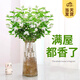 開(kāi)時(shí)果 水培植物盆栽水養(yǎng)花卉 綠植物盆景金枝玉葉袖珍椰子源頭直發(fā)包郵 【茉莉花】1盆/5-8棵（部分帶苞）-單發(fā)植物