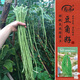 壽禾長(cháng)豆角豇豆種子苗搭架農家菜園種植蔬菜種籽 豇豆種子25g約120粒