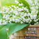 沭之美鈴蘭根苗庭院室內外陽(yáng)臺盆栽綠植 鈴蘭根苗6個(gè)【不含盆】源頭直發(fā)
