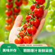 京鮮生 串收櫻桃番茄凈重2斤 新鮮小番茄西紅柿 源頭直發(fā)
