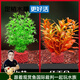 云峰海瑞水草活體懶人草魚缸造景活體水草套餐魚缸水草有莖類中后景真水草 【新手必選】【凈水石組合】水芹+ 紅雨傘