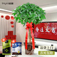 臨雅發(fā)財樹盆栽辦公室內(nèi)客廳大型綠植物喬遷開業(yè)單桿1.6m福盆源頭直發(fā)