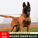 馬犬幼犬純種馬犬爆紅狼青犬出售昆明犬狗狗活體寵物狗 血統級 SSS級 母