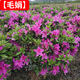 毛鵑樹(shù)苗毛娟苗紫娟花苗毛杜鵑花卉春夏娟小苗映山紅庭院四季植物 毛娟30-40厘米高帶分枝大苗一顆 30cm(含)-40cm(不含)
