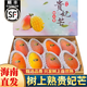 春福樂(lè) 海南樹(shù)上熟貴妃芒【順豐/送貨上門(mén)】三亞芒果新鮮水果禮盒裝 凈重5斤【單果150g+】80%人選擇 空運(yùn)精品果【多地區(qū)次日達(dá)】