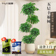 臨雅幸福樹(shù)盆栽室內客廳大型老樁落地綠植物盆景五層1.6m含盆源頭直發(fā)