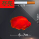 血紅鸚鵡魚活魚發(fā)財(cái)魚熱帶觀賞魚淡水風(fēng)水魚苗元寶血紅財(cái)神精品魚 6-7cm鸚鵡幼魚1條 僅[限1條]多拍