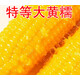 商超同款10根】新店沖量東北糯玉米黃糯玉米真空包裝當季糯玉米 【10棒】【220-240克/棒】 新店沖量【活動(dòng)】每人1單已搶25W