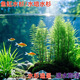 臨雅魚(yú)缸水培植物造景水杉樹(shù)苗一木成景水草水生植物活體水養植物盆栽 水培水杉80-100cm(易養/有水就活 10棵