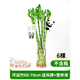 壹植富貴竹水培植物客廳轉運竹室內觀(guān)音竹龍竹綠植盆栽帶根節節高植物 開(kāi)運竹粗枝60-70厘米高6棵