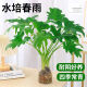 行湘水培綠植盆栽盆景桌面觀葉植物春羽2株30-35cm不含瓶 源頭直發