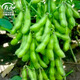 壽禾 早毛豆種子春季特大莢早熟大豆四季青豆蔬菜種籽大全夏播黃豆 淮鮮豆7號毛豆種子 250g/老品種
