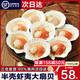 今嘉 特大扇貝500-1000g 鮮凍蝦夷大扇貝海鮮燒烤食材貝柱粉絲扇貝肉 特大半殼扇貝1000克【10-12只】